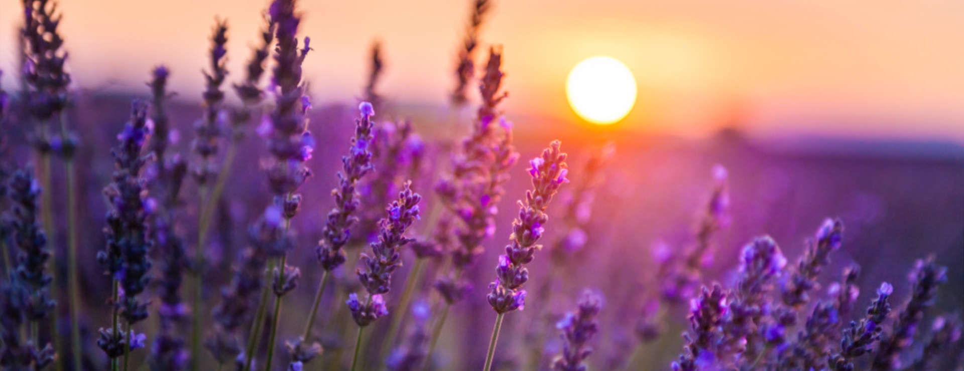 field of lavender